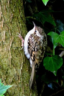 378 TREECREEPER.jpg